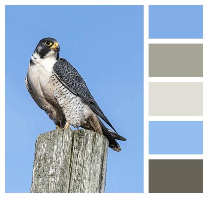 Bird Peregrine Falcon Animal Image